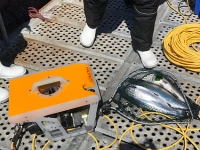 Underwater vehicle GNOM submersible is used to control and clean fishponds in Chile, Underwater robot, ROV